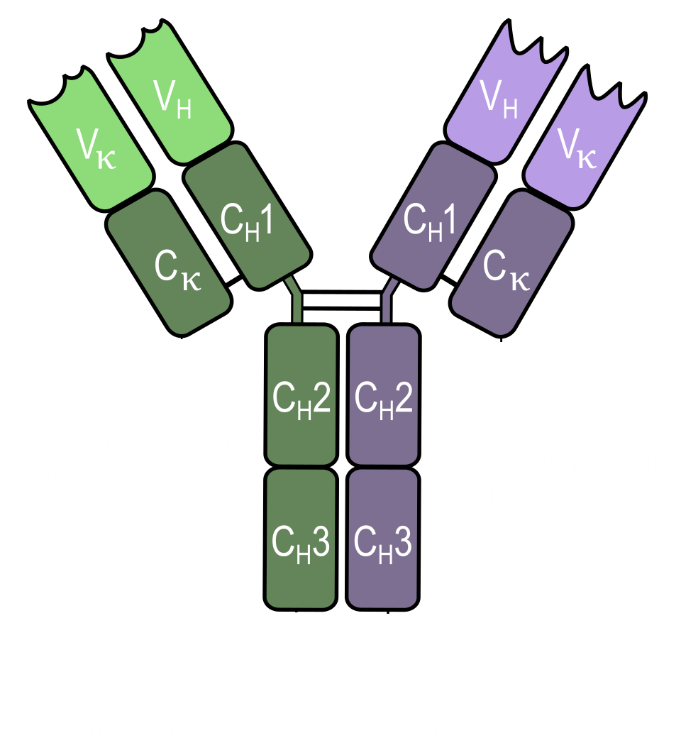 IgG1-kappa CD3E × MS4A1 (CD20) bispecific schematic