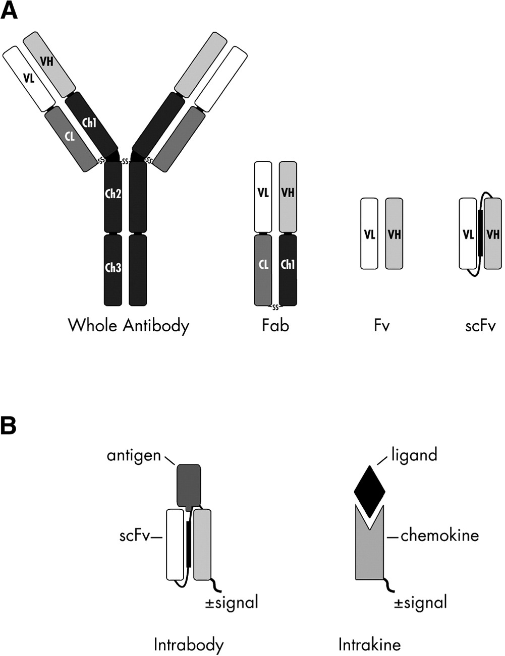 Antibody formats and intracellular variants (IgG, Fab, Fv, scFv; intrabody vs intrakine)