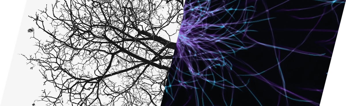 Why trees, neurons, and arteries look the same